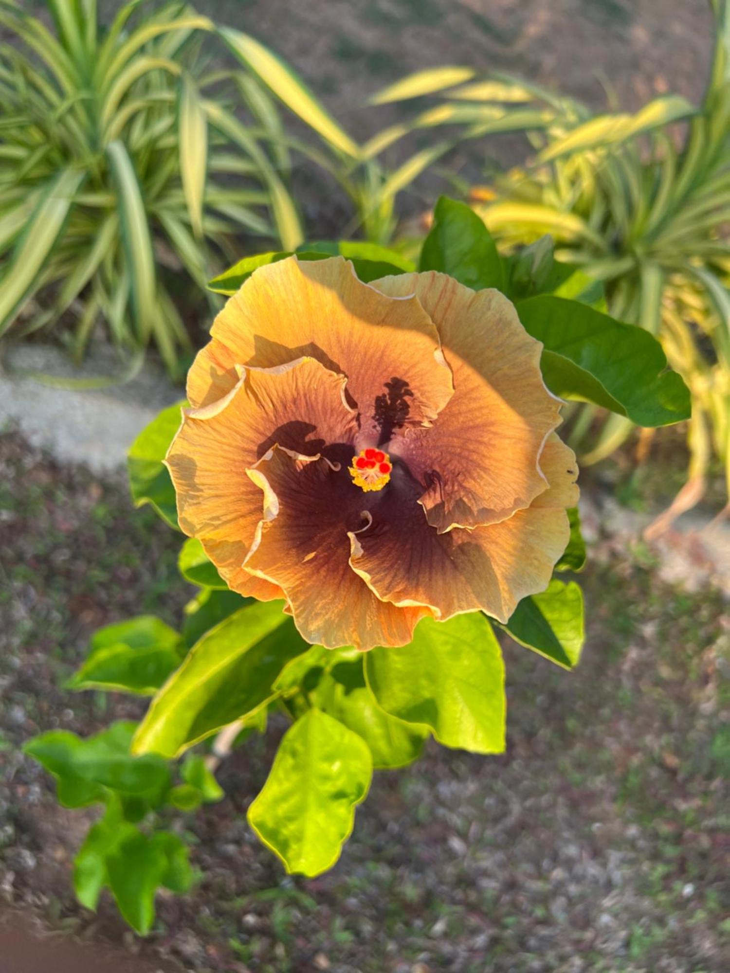 Kapaliya Unawatuna Bagian luar foto