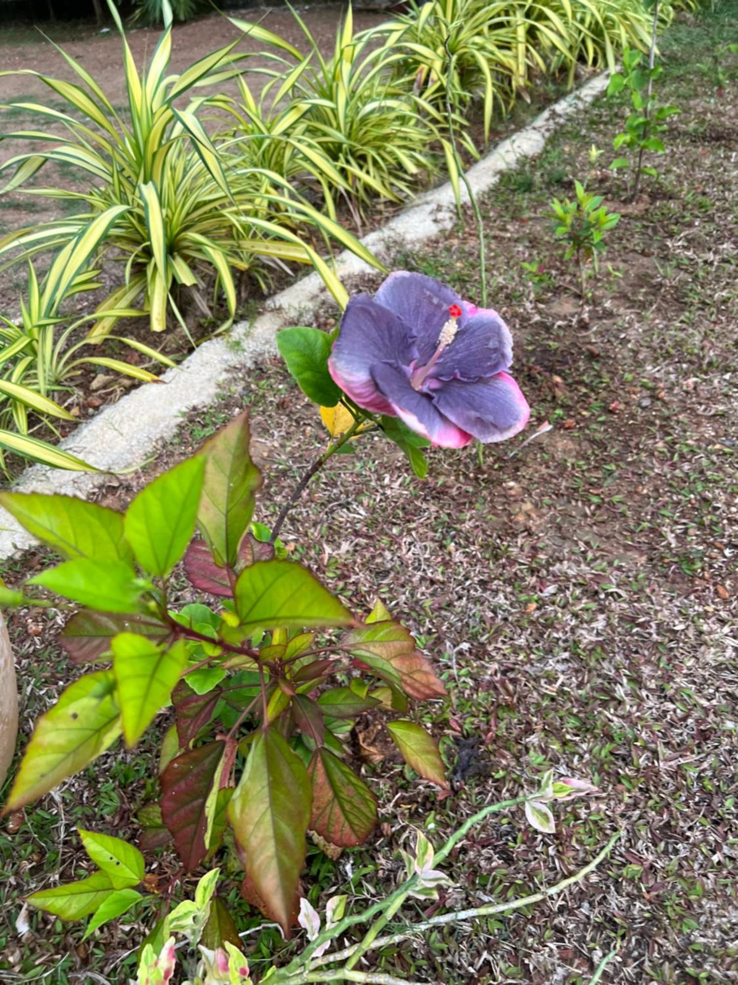 Kapaliya Unawatuna Bagian luar foto