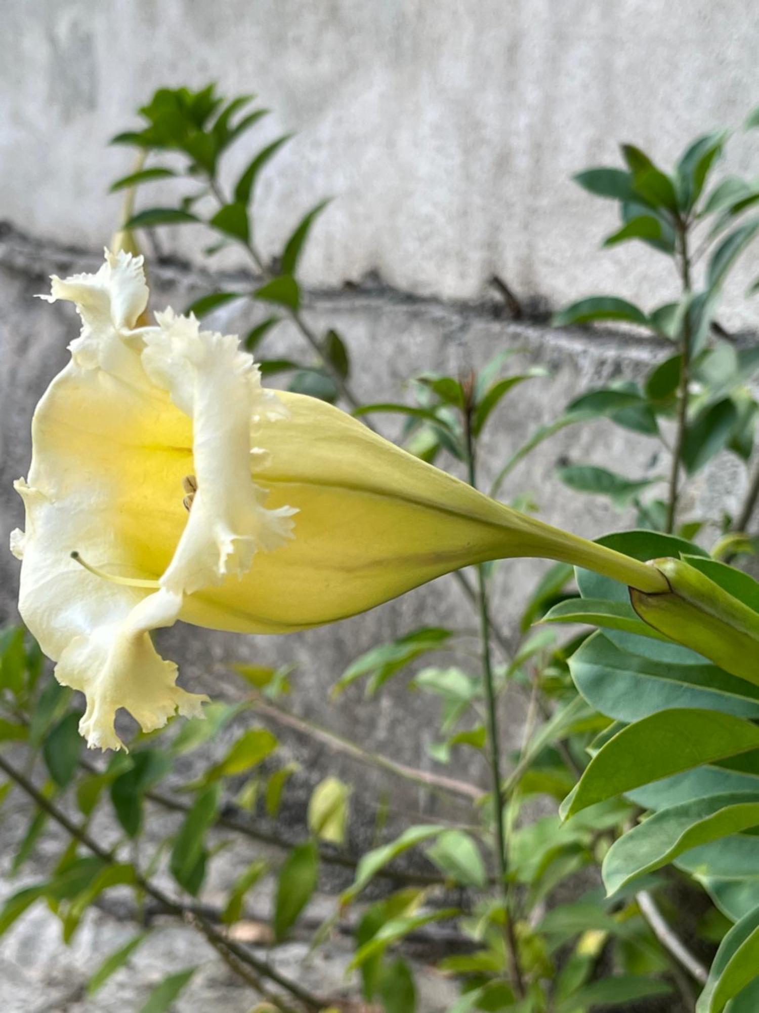 Kapaliya Unawatuna Bagian luar foto